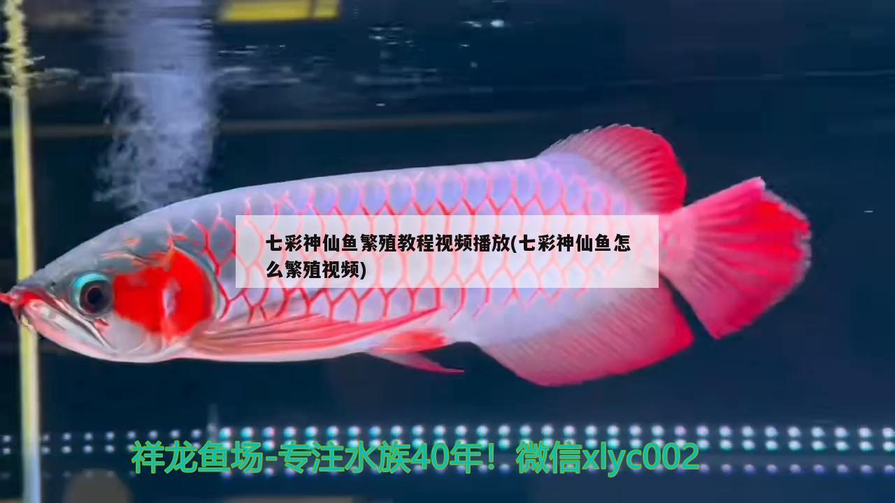 七彩神仙鱼繁殖教程视频播放(七彩神仙鱼怎么繁殖视频)
