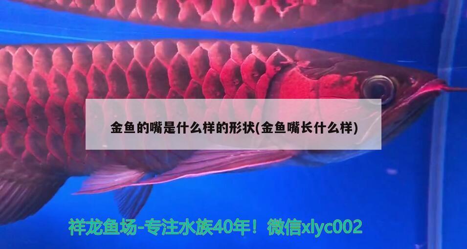 金鱼的嘴是什么样的形状(金鱼嘴长什么样) 红勾银版鱼