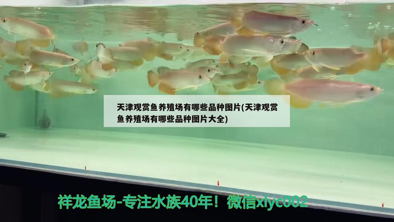天津观赏鱼养殖场有哪些品种图片(天津观赏鱼养殖场有哪些品种图片大全)