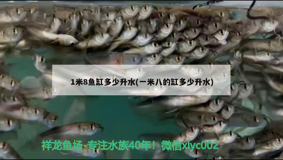 1米8鱼缸多少升水(一米八的缸多少升水) 红尾平克鱼