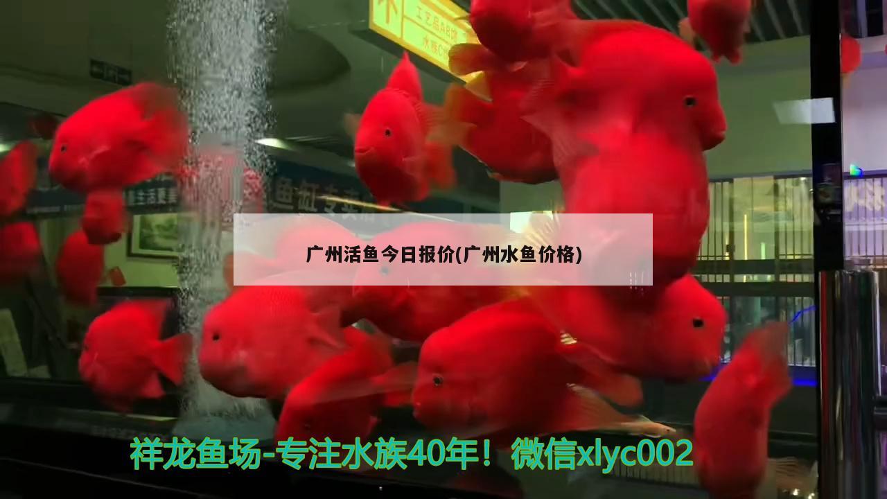 广州活鱼今日报价(广州水鱼价格)