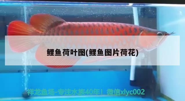 鲤鱼荷叶图(鲤鱼图片荷花) 红老虎鱼