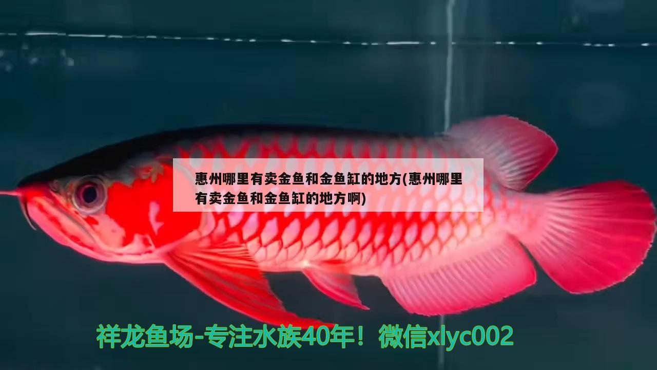 惠州哪里有卖金鱼和金鱼缸的地方(惠州哪里有卖金鱼和金鱼缸的地方啊)