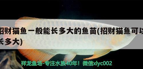 招财猫鱼一般能长多大的鱼苗(招财猫鱼可以长多大) 赤荔凤冠鱼
