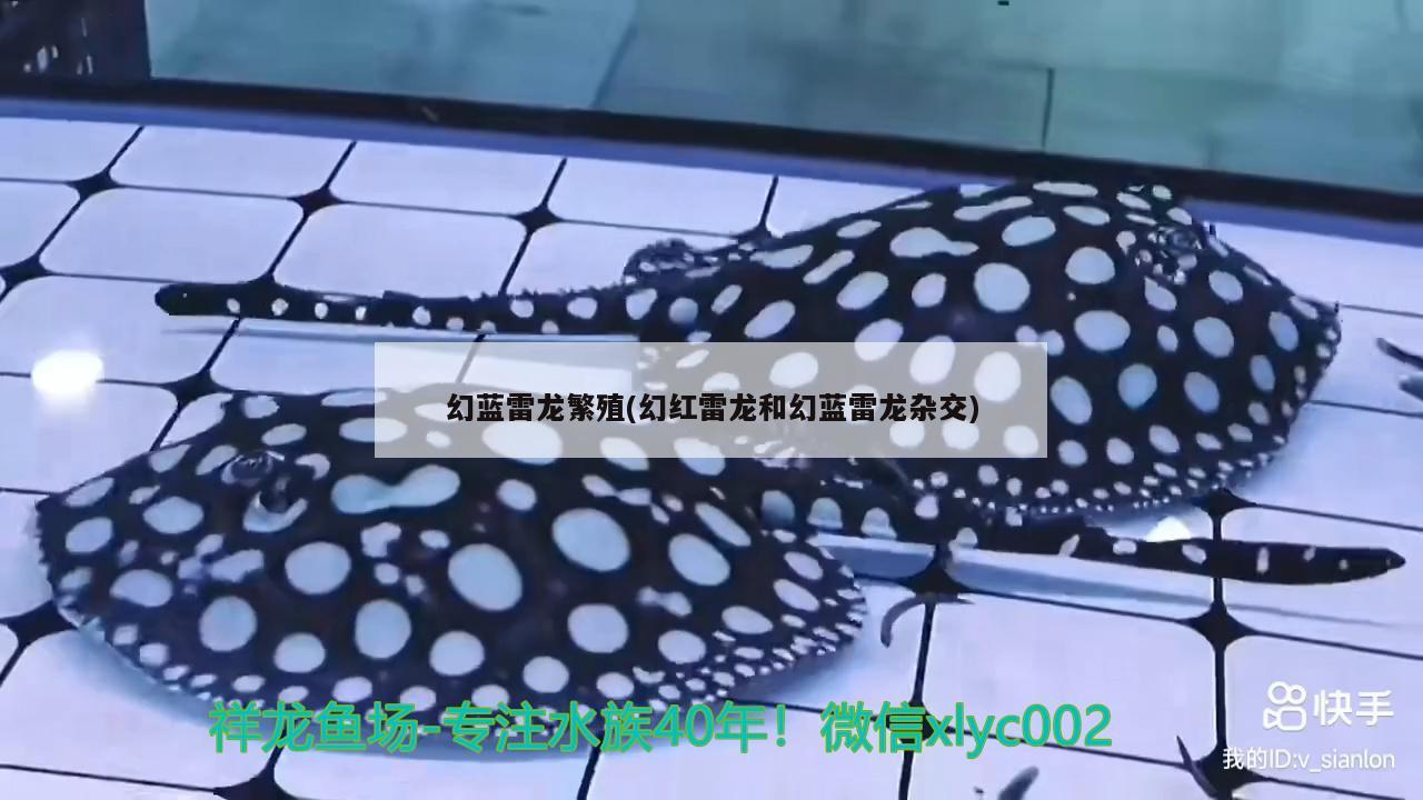 幻蓝雷龙繁殖(幻红雷龙和幻蓝雷龙杂交) 虎纹银版鱼