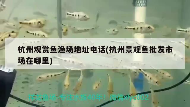 杭州观赏鱼渔场地址电话(杭州景观鱼批发市场在哪里) 巴卡雷龙鱼