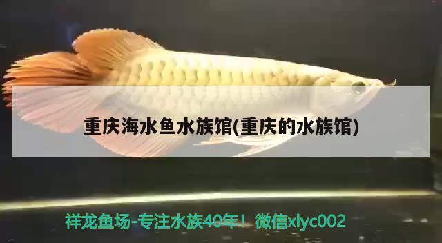 重庆海水鱼水族馆(重庆的水族馆)