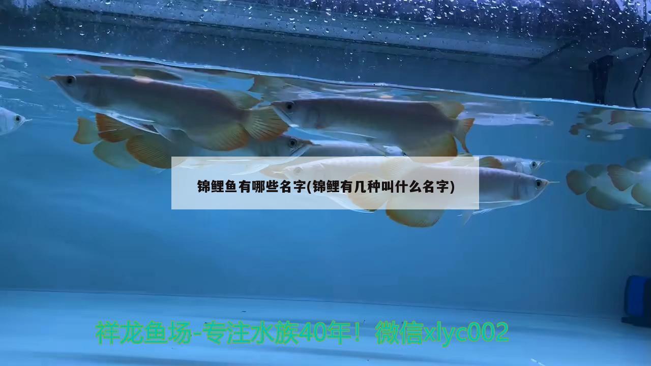 锦鲤鱼有哪些名字(锦鲤有几种叫什么名字) 祥龙蓝珀金龙鱼