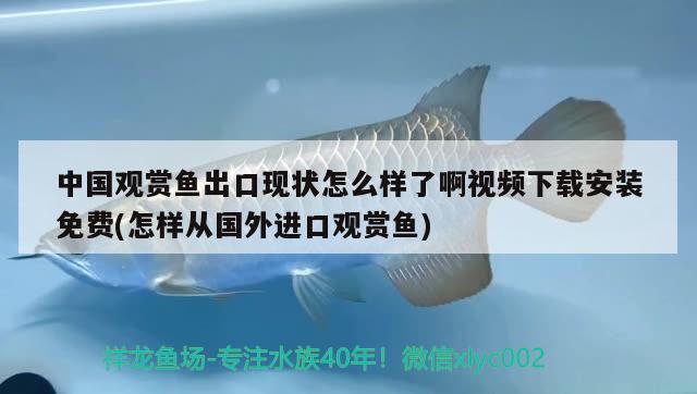 中国观赏鱼出口现状怎么样了啊视频下载安装免费(怎样从国外进口观赏鱼) 观赏鱼进出口