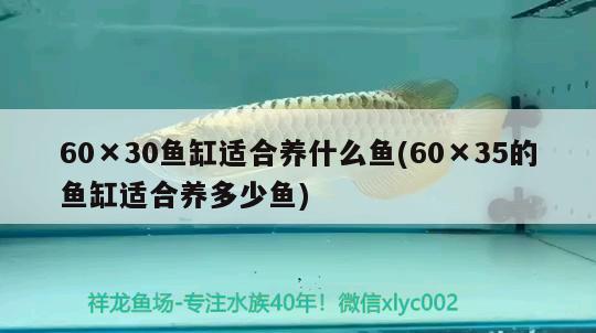 60×30鱼缸适合养什么鱼(60×35的鱼缸适合养多少鱼)
