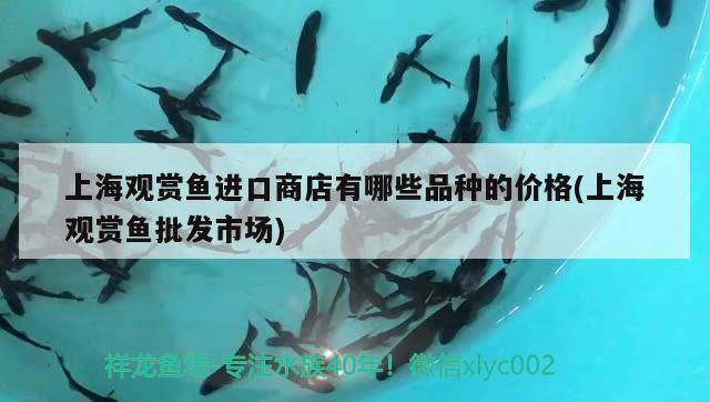 上海观赏鱼进口商店有哪些品种的价格(上海观赏鱼批发市场) 观赏鱼进出口
