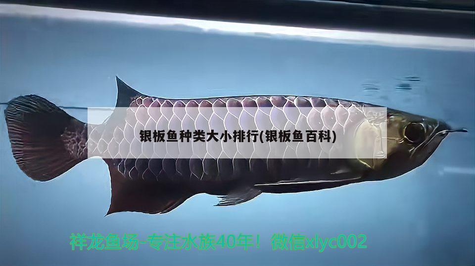银板鱼种类大小排行(银板鱼百科)