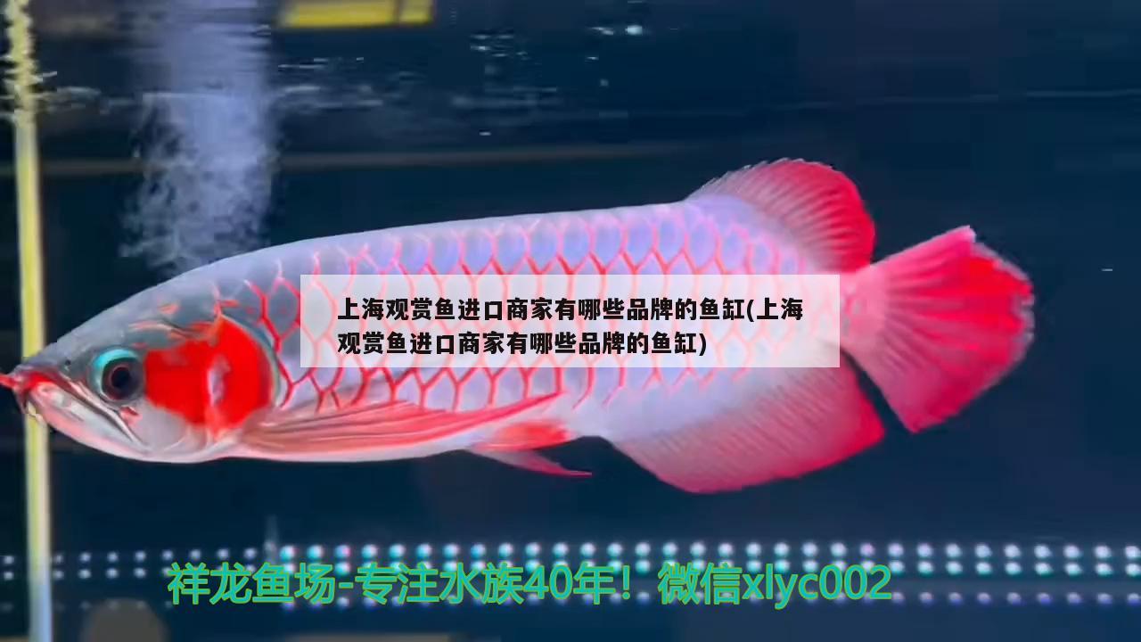 上海观赏鱼进口商家有哪些品牌的鱼缸(上海观赏鱼进口商家有哪些品牌的鱼缸) 观赏鱼进出口