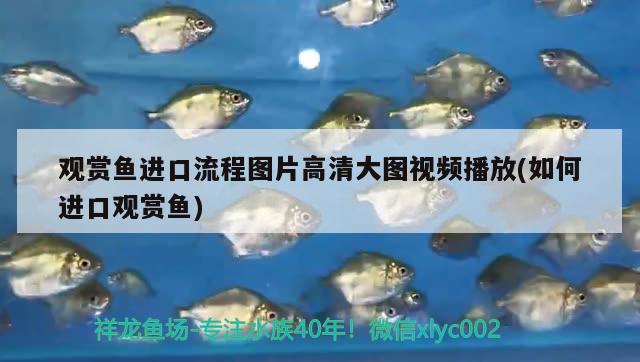 观赏鱼进口流程图片高清大图视频播放(如何进口观赏鱼)