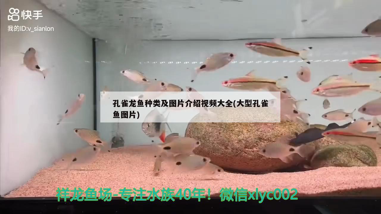 孔雀龙鱼种类及图片介绍视频大全(大型孔雀鱼图片)
