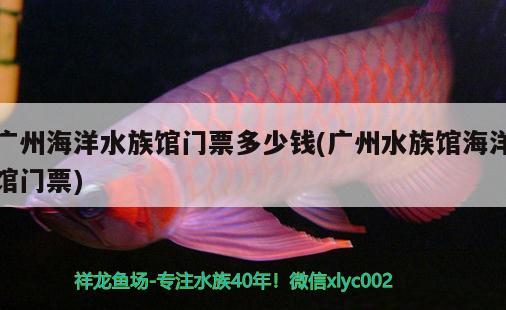 广州海洋水族馆门票多少钱(广州水族馆海洋馆门票)