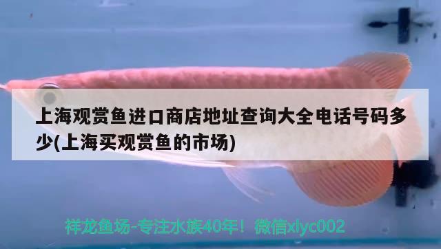 上海观赏鱼进口商店地址查询大全电话号码多少(上海买观赏鱼的市场) 观赏鱼进出口