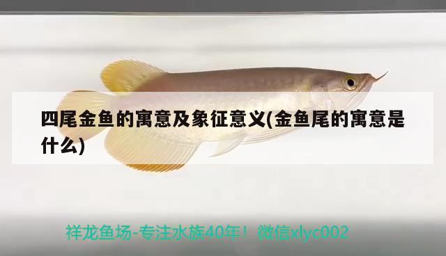 四尾金鱼的寓意及象征意义(金鱼尾的寓意是什么) 祥龙赫舞红龙鱼