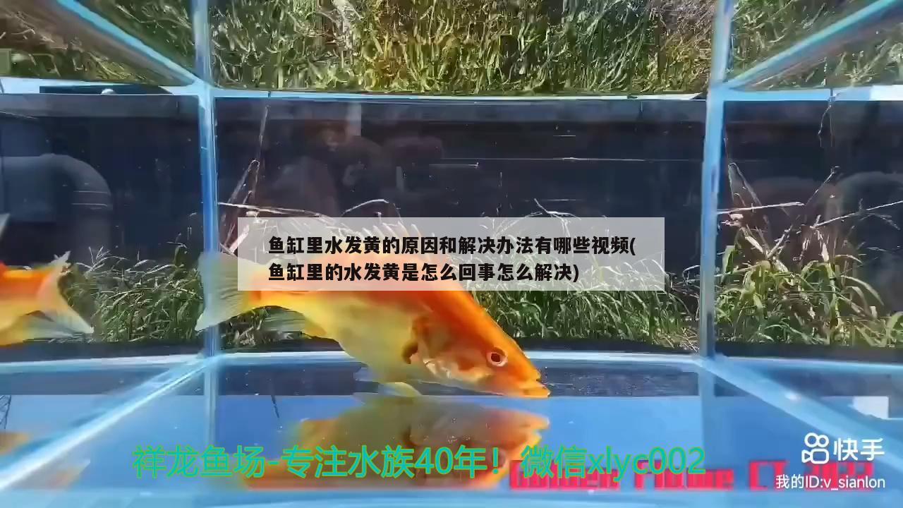 鱼缸里水发黄的原因和解决办法有哪些视频(鱼缸里的水发黄是怎么回事怎么解决)