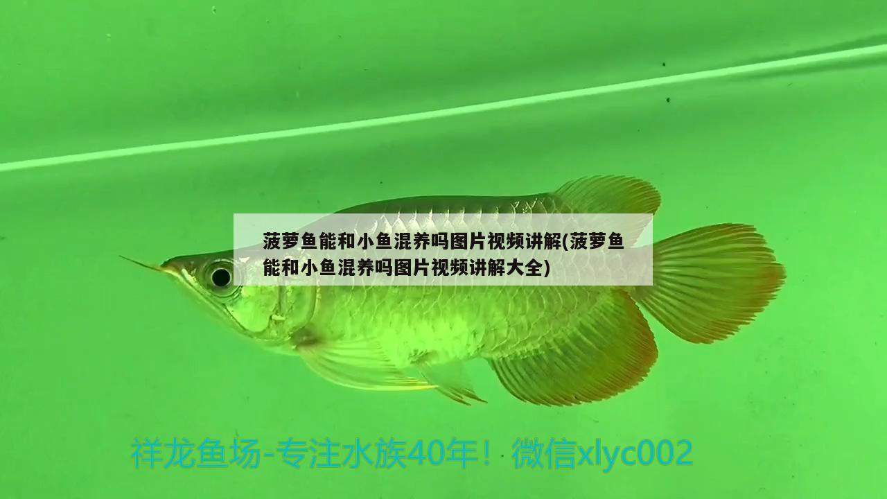 菠萝鱼能和小鱼混养吗图片视频讲解(菠萝鱼能和小鱼混养吗图片视频讲解大全)
