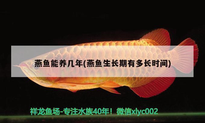 燕鱼能养几年(燕鱼生长期有多长时间) 二氧化碳设备