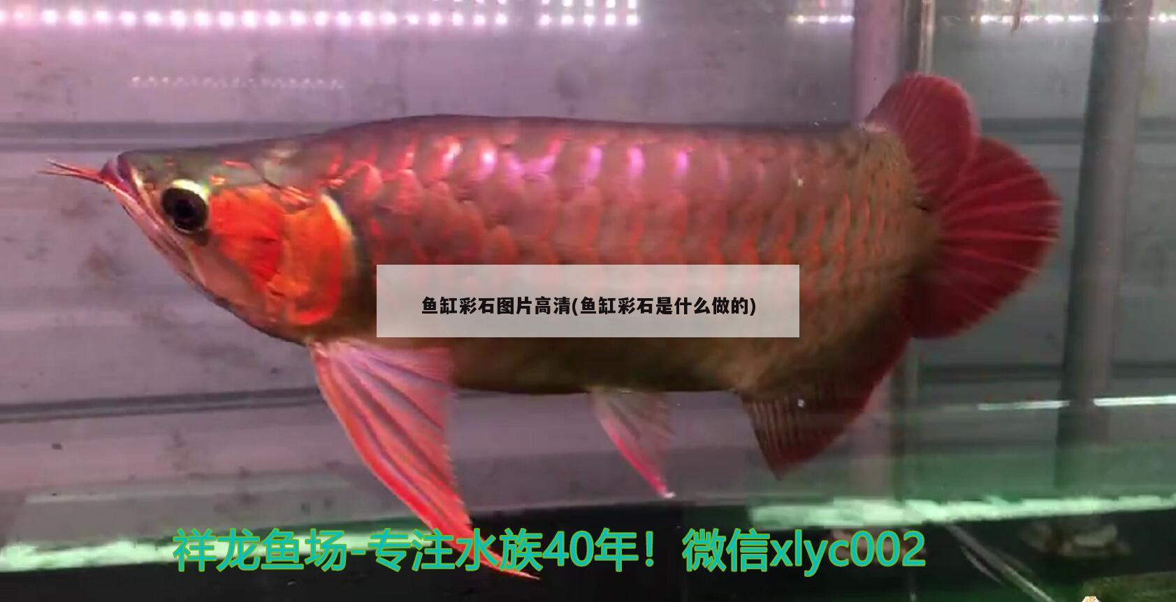 鱼缸彩石图片高清(鱼缸彩石是什么做的) 印尼小红龙