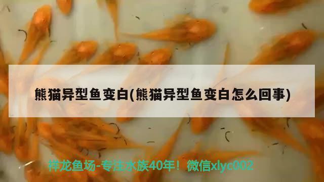 熊猫异型鱼变白(熊猫异型鱼变白怎么回事) 广州祥龙国际水族贸易