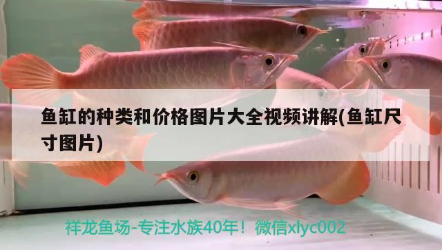 鱼缸的种类和价格图片大全视频讲解(鱼缸尺寸图片)