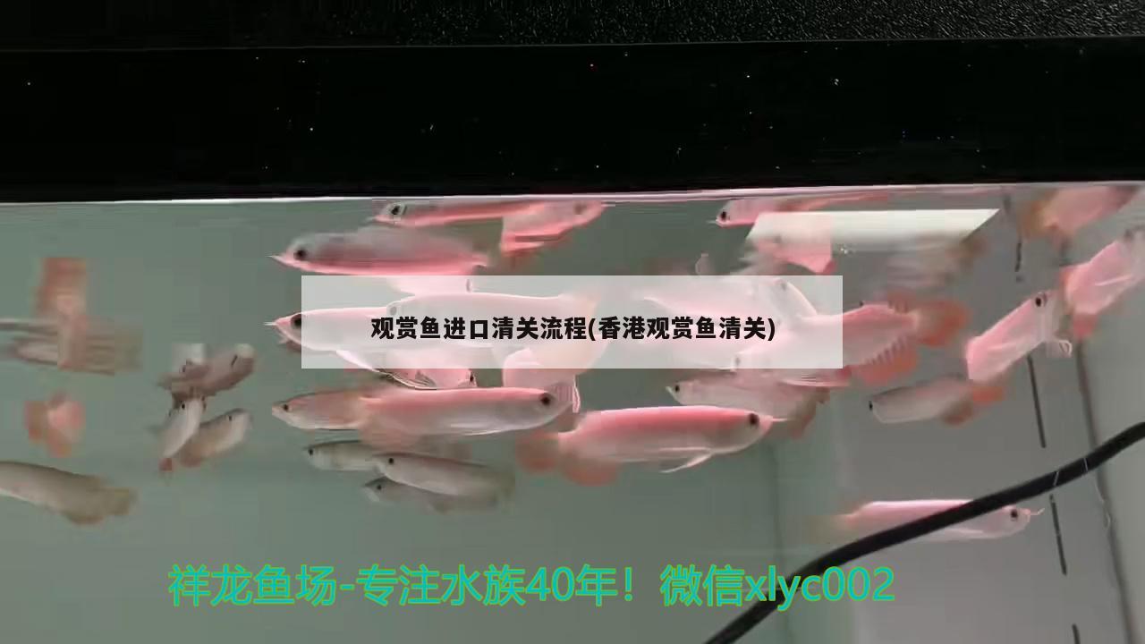 观赏鱼进口清关流程(香港观赏鱼清关) 观赏鱼进出口