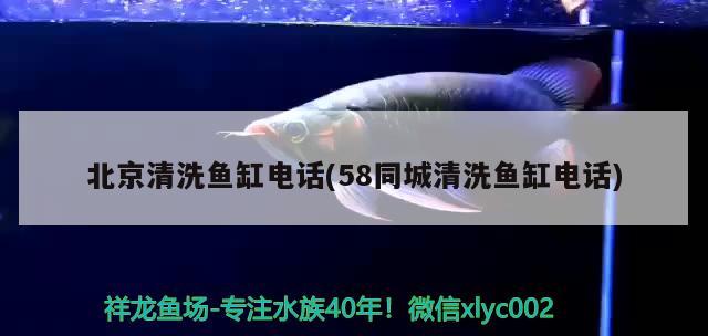 北京清洗鱼缸电话(58同城清洗鱼缸电话)