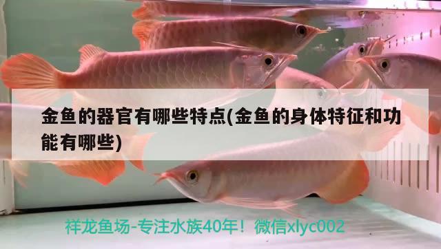 金鱼的器官有哪些特点(金鱼的身体特征和功能有哪些) 广州龙鱼批发市场