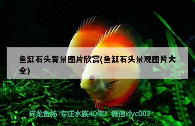 鱼缸石头背景图片欣赏(鱼缸石头景观图片大全) 暹罗巨鲤