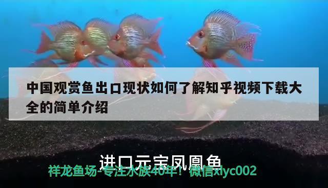 中国观赏鱼出口现状如何了解知乎视频下载大全的简单介绍