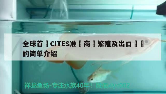 全球首獲CITES准證商業繁殖及出口龍魚的简单介绍