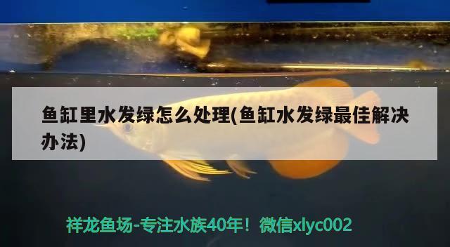 鱼缸里水发绿怎么处理(鱼缸水发绿最佳解决办法) 赤焰中国虎鱼