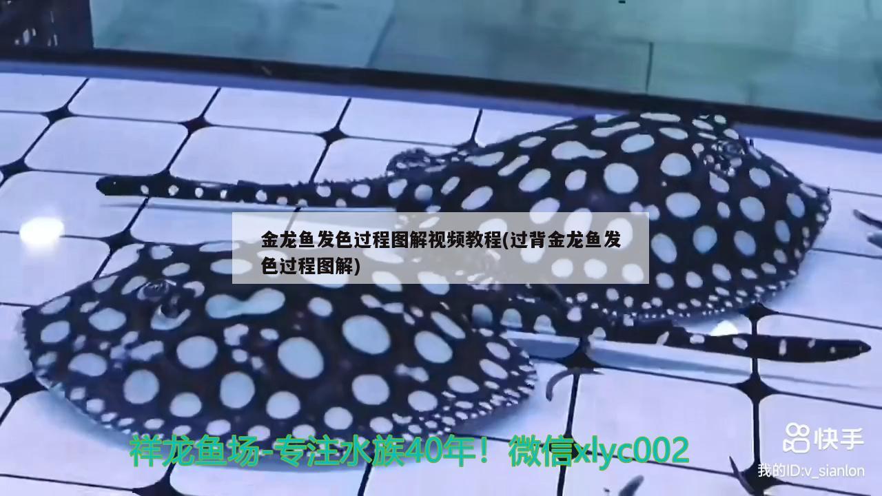 金龙鱼发色过程图解视频教程(过背金龙鱼发色过程图解)