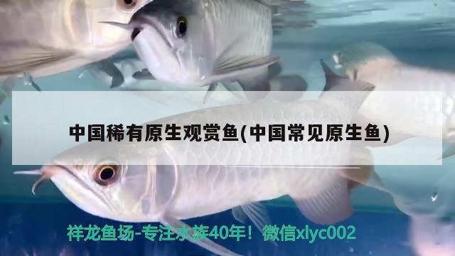 中国稀有原生观赏鱼(中国常见原生鱼)