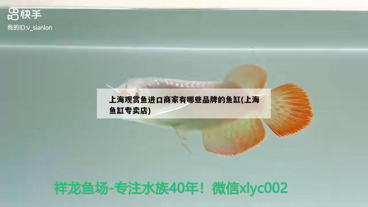 上海观赏鱼进口商家有哪些品牌的鱼缸(上海鱼缸专卖店) 观赏鱼进出口