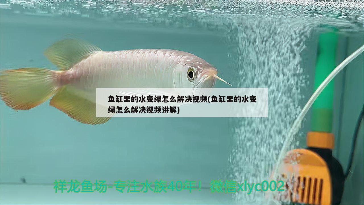 鱼缸里的水变绿怎么解决视频(鱼缸里的水变绿怎么解决视频讲解) 豹纹夫鱼苗
