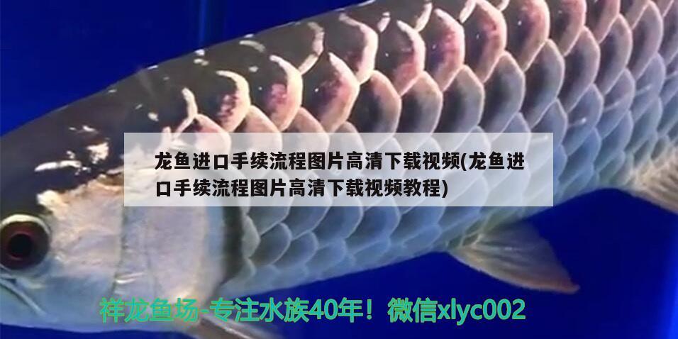龙鱼进口手续流程图片高清下载视频(龙鱼进口手续流程图片高清下载视频教程)