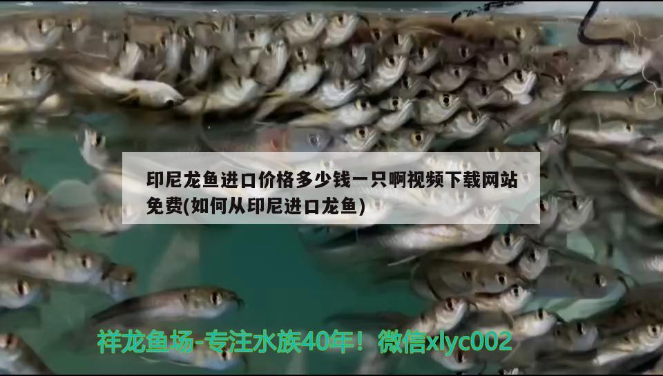 印尼龙鱼进口价格多少钱一只啊视频下载网站免费(如何从印尼进口龙鱼)