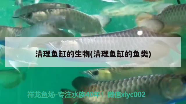 清理鱼缸的生物(清理鱼缸的鱼类) 广州祥龙国际水族贸易