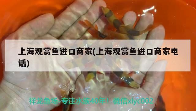上海观赏鱼进口商家(上海观赏鱼进口商家电话) 观赏鱼进出口