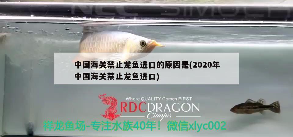 中国海关禁止龙鱼进口的原因是(2020年中国海关禁止龙鱼进口) 观赏鱼进出口