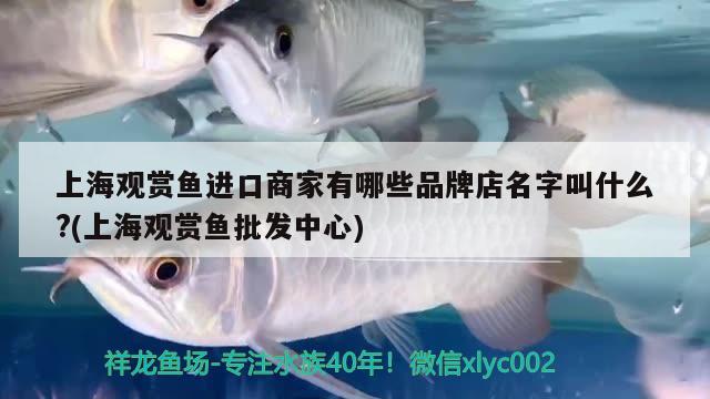 上海观赏鱼进口商家有哪些品牌店名字叫什么?(上海观赏鱼批发中心) 观赏鱼进出口