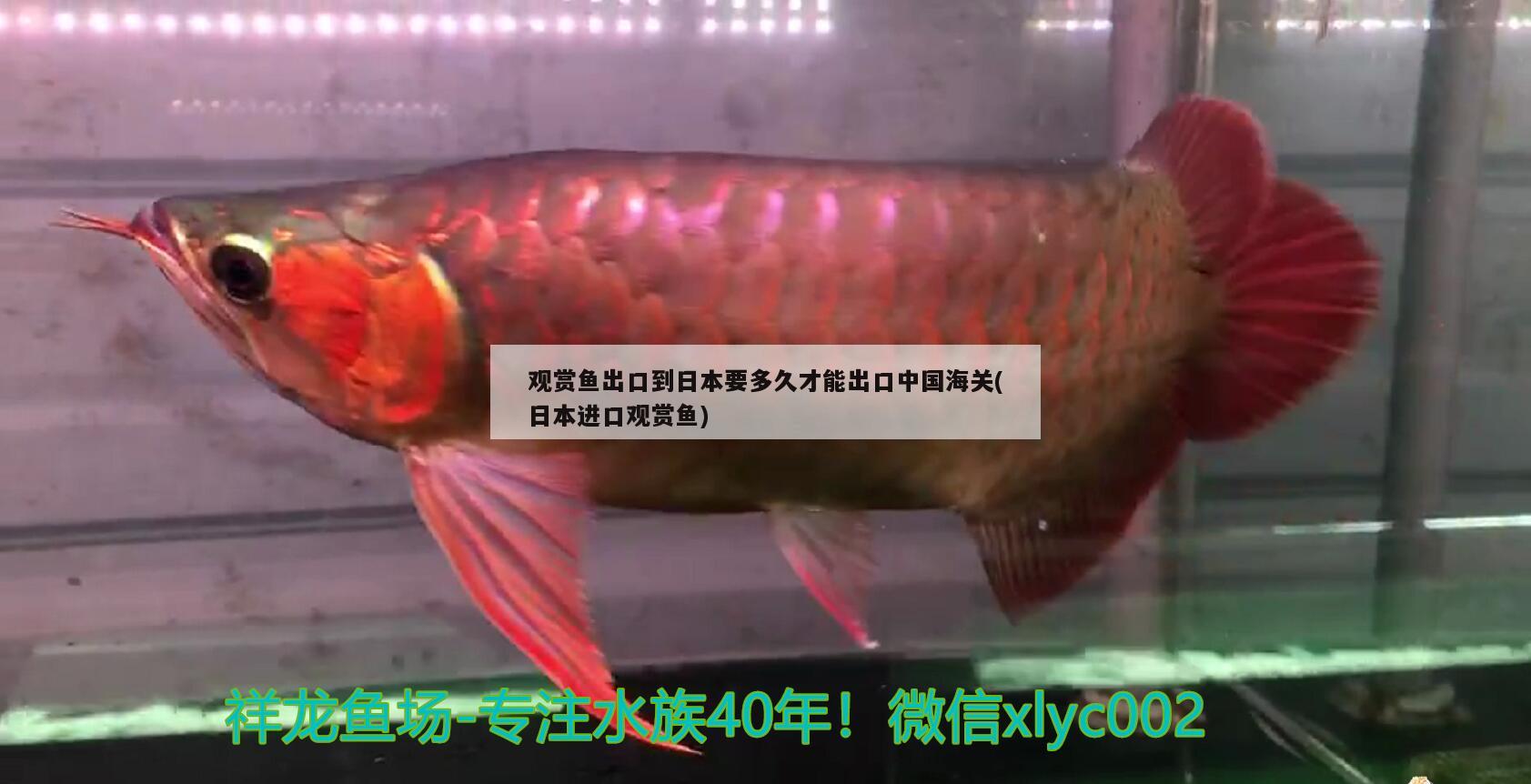 观赏鱼出口到日本要多久才能出口中国海关(日本进口观赏鱼) 观赏鱼进出口
