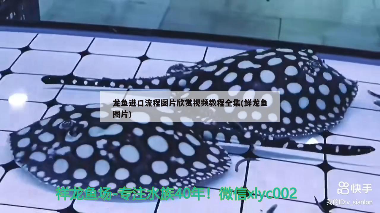 龙鱼进口流程图片欣赏视频教程全集(鲜龙鱼图片)