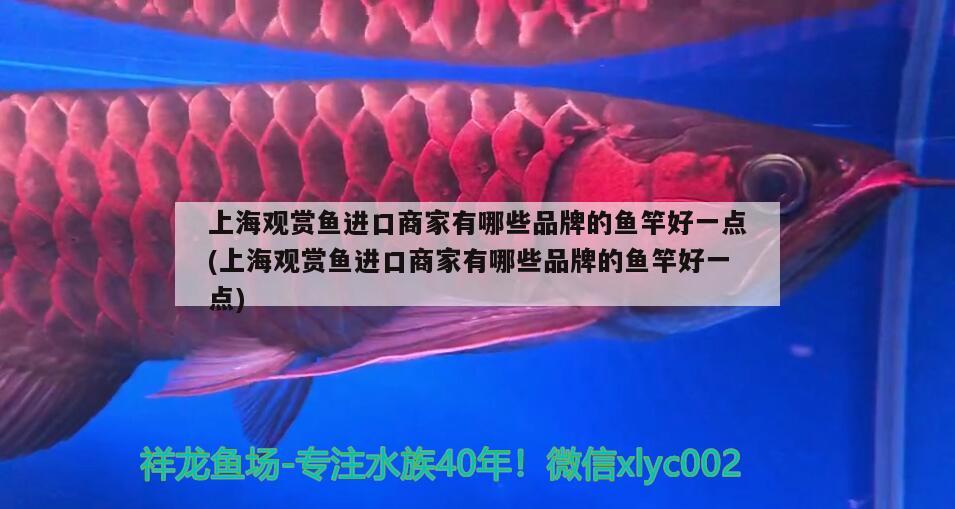 上海观赏鱼进口商家有哪些品牌的鱼竿好一点(上海观赏鱼进口商家有哪些品牌的鱼竿好一点) 垂钓乐园