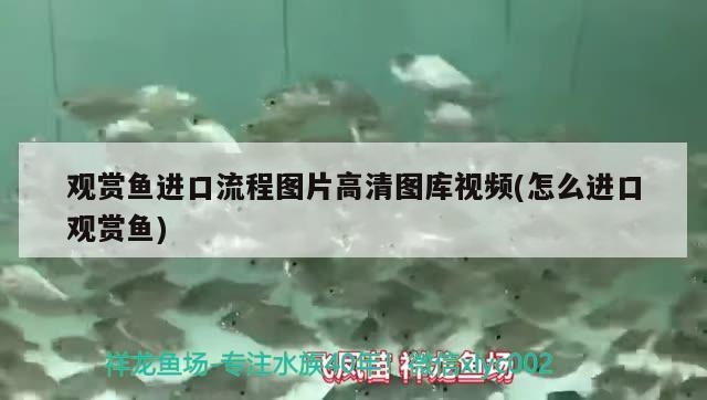 观赏鱼进口流程图片高清图库视频(怎么进口观赏鱼)