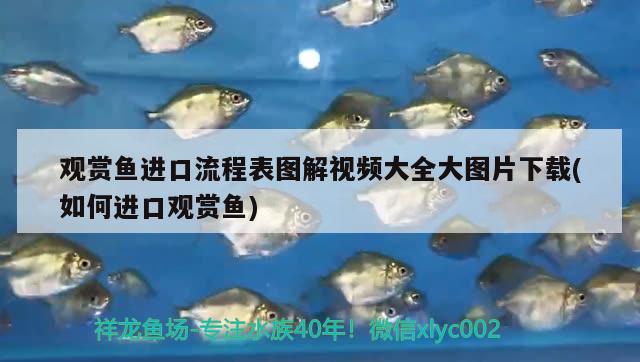 观赏鱼进口流程表图解视频大全大图片下载(如何进口观赏鱼)